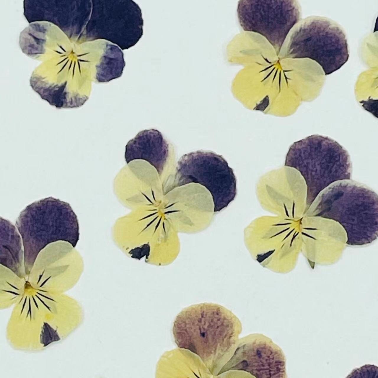 12 PCS set (3-5cm) Pressed Pansy Dried Flowers, Pressed Dried Pansy, Pressed Dried Viola Flower, Real Pressed Viola, Preserved Flat Pansies