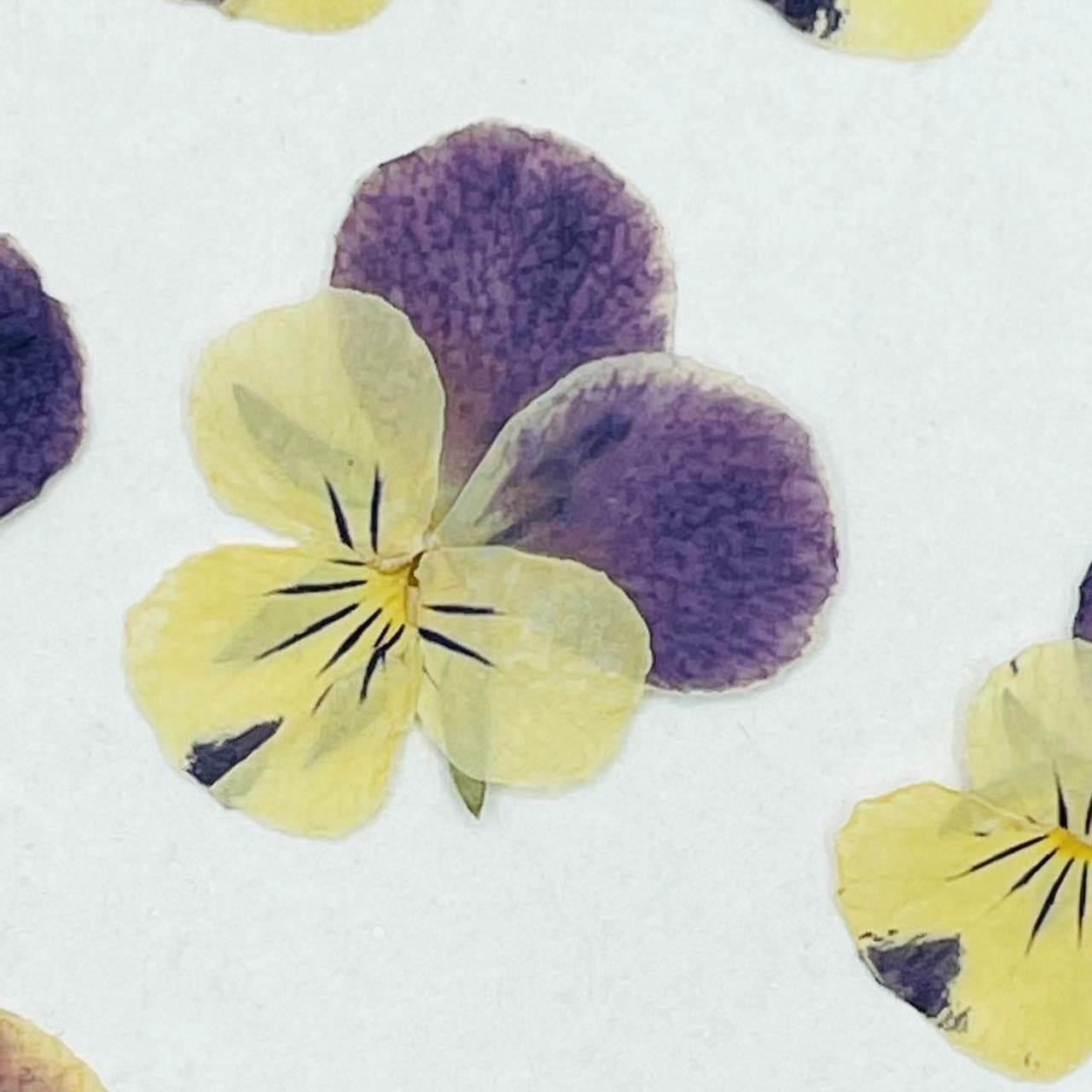 12 PCS set (3-5cm) Pressed Pansy Dried Flowers, Pressed Dried Pansy, Pressed Dried Viola Flower, Real Pressed Viola, Preserved Flat Pansies