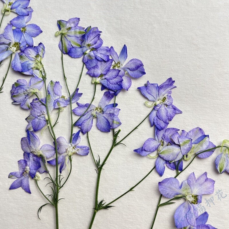 6 PCS Set (4-7CM) Pressed Blue Flowers Stems, Pressed Blue Dried Flowers, Flat Pressed Flower Stems, Preserved Real Dried Flower stems