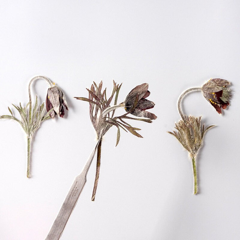 12 PCS Set (4-7CM) Real Pressed Flower with stems, Dried Pressed Ivory Flower Stems, Pressed Brown Dried flat flowers