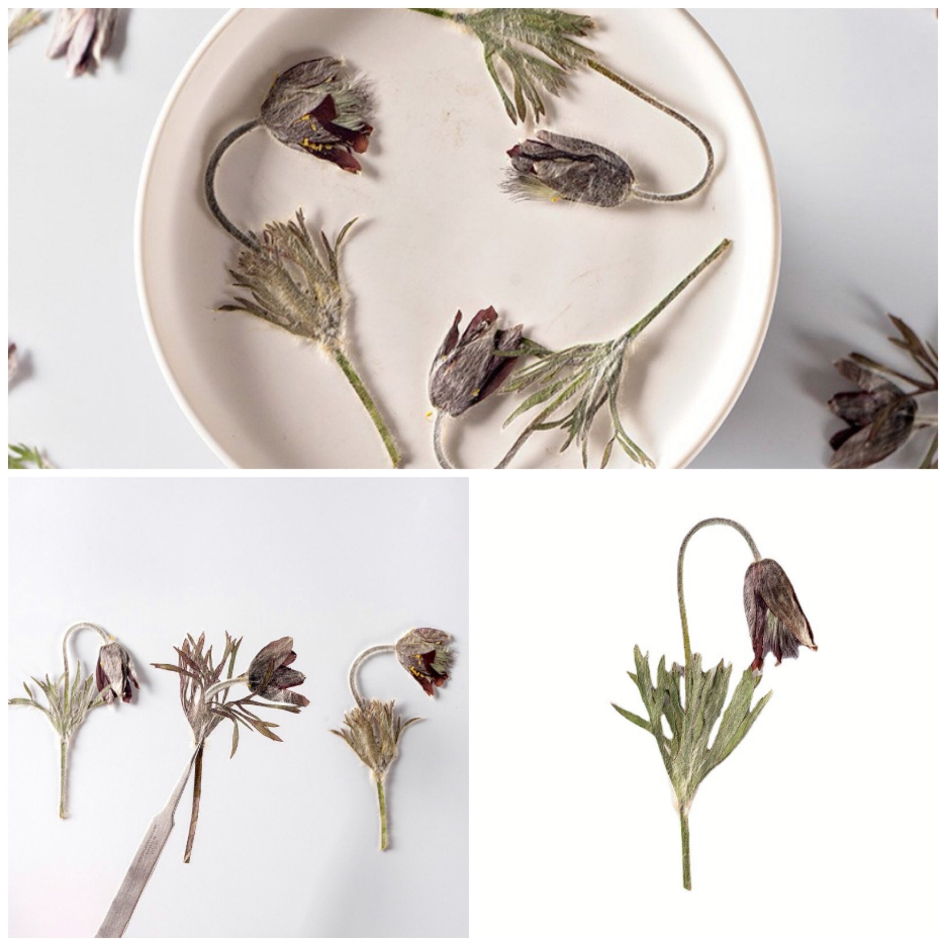 12 PCS Set (4-7CM) Real Pressed Flower with stems, Dried Pressed Ivory Flower Stems, Pressed Brown Dried flat flowers