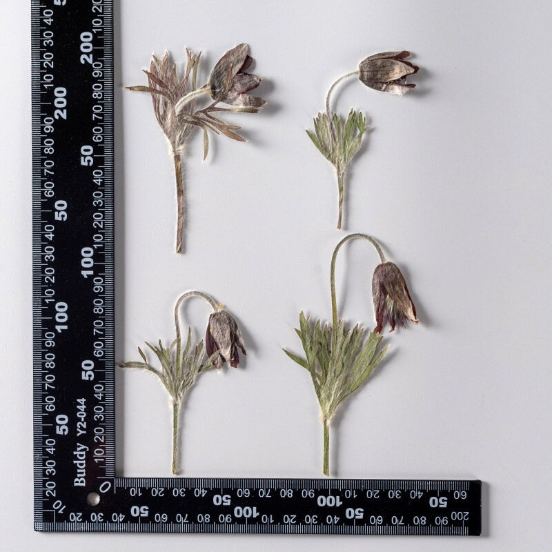 12 PCS Set (4-7CM) Real Pressed Flower with stems, Dried Pressed Ivory Flower Stems, Pressed Brown Dried flat flowers