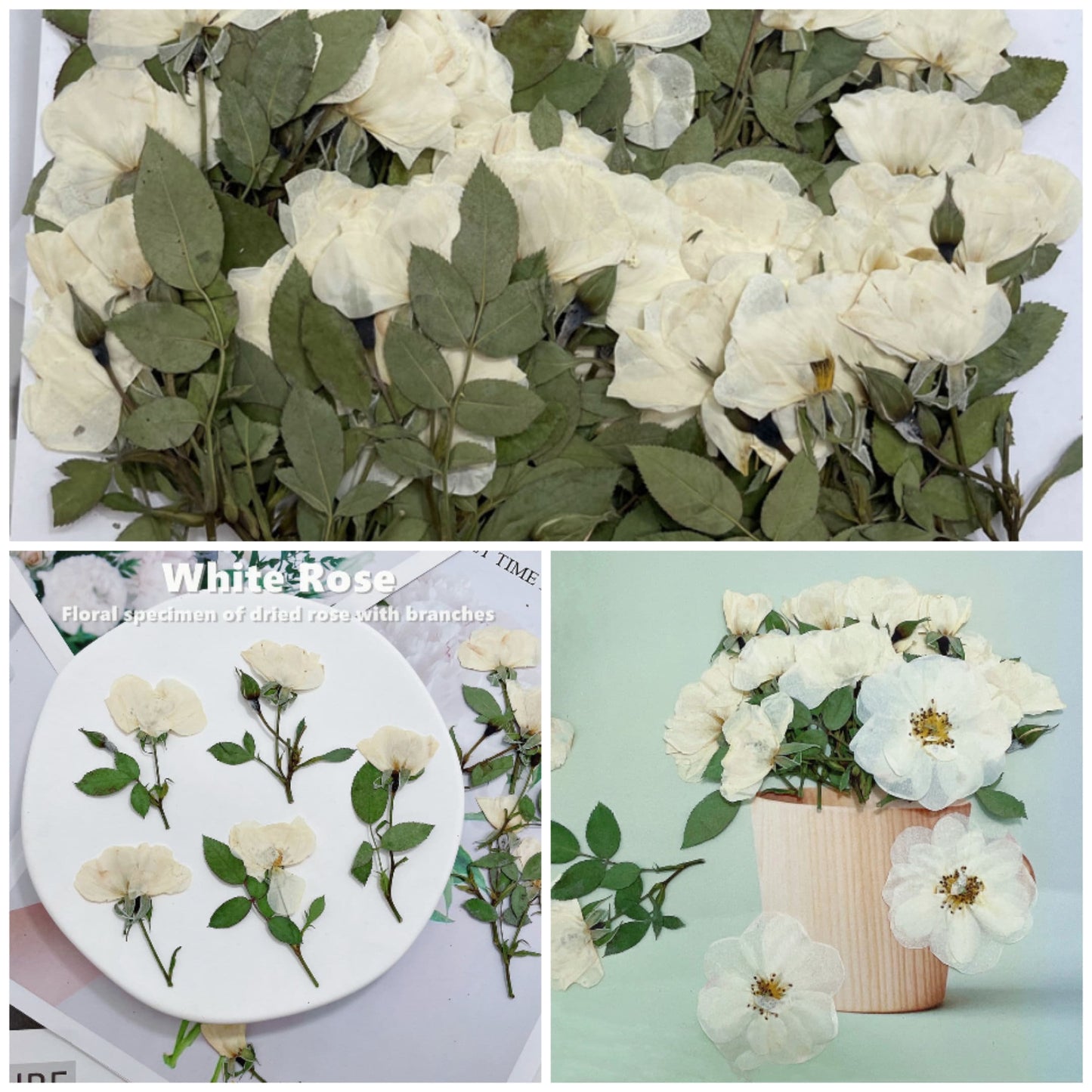 6 PCS Set (5-8CM) Pressed White Rose Flower Stems, Pressed Dried Rose Flower Stems, Preserved Dried Roses, Flat Pressed Rose Flowers Stems