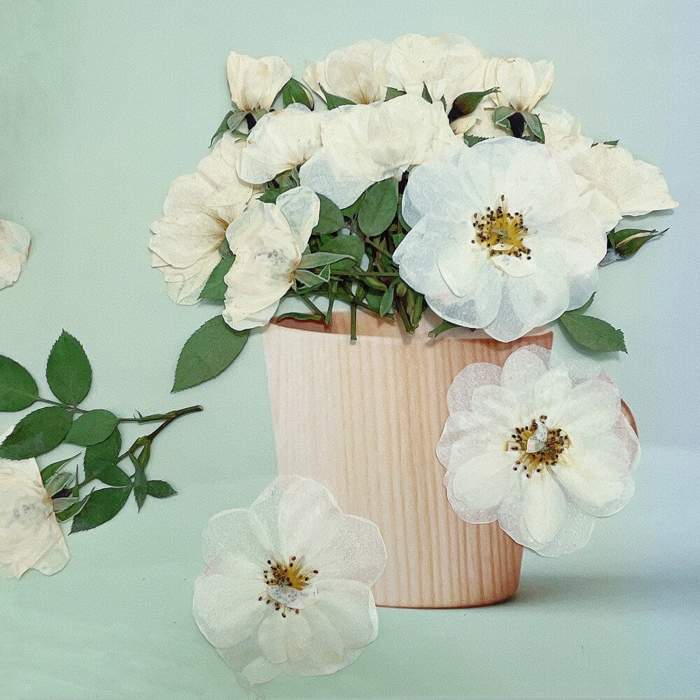 6 PCS Set (5-8CM) Pressed White Rose Flower Stems, Pressed Dried Rose Flower Stems, Preserved Dried Roses, Flat Pressed Rose Flowers Stems