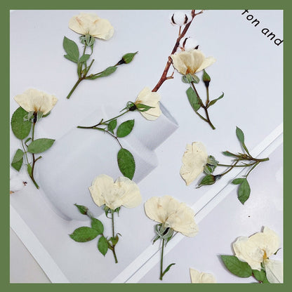 6 PCS Set (5-8CM) Pressed White Rose Flower Stems, Pressed Dried Rose Flower Stems, Preserved Dried Roses, Flat Pressed Rose Flowers Stems