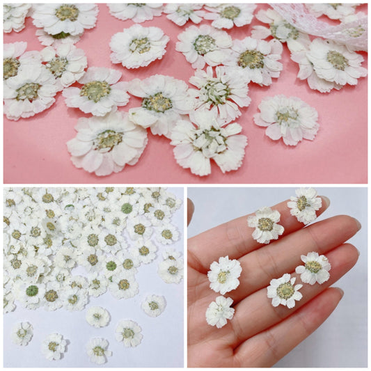 20 PCS/Set (1-1.5cm) Pressed Dried Flower, Presed White Flowers, Dried Pressed small Verbena Flat Flowers, Real White Pressed Flowers