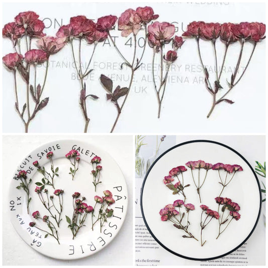 6 PCS/Set ((5-7CM) Pressed Dried Roses, Pressed Hot Pink Rose Flowers, Pressed Flower Roses, Real Dried Rose Flower, Preserved Flat Roses