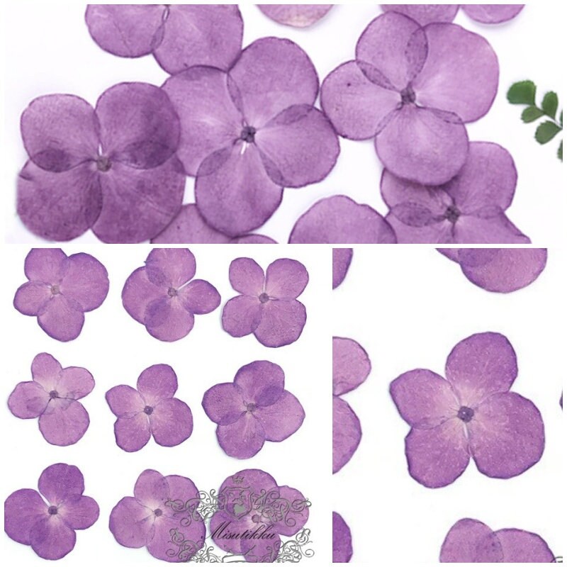 20 PCS Set (2-3CM) Pressed Hydrangea Flowers, Dark Purple Dried Flower, Dried Real Flower, Pressed flat Flowers, Real Hydrangea Flowers