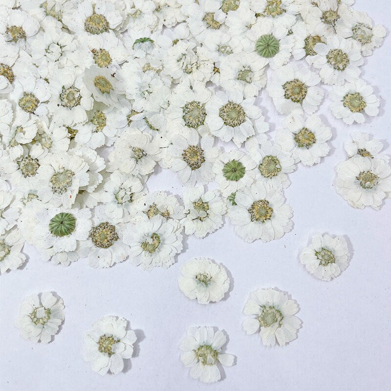 20 PCS/Set (1-1.5cm) Pressed Dried Flower, Presed White Flowers, Dried Pressed small Verbena Flat Flowers, Real White Pressed Flowers