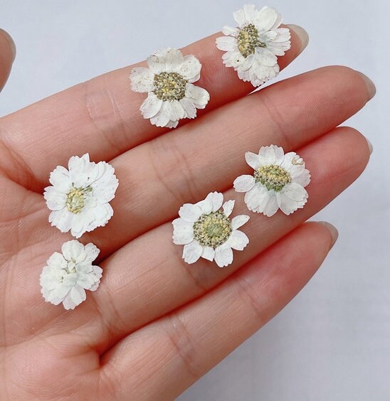 20 PCS/Set (1-1.5cm) Pressed Dried Flower, Presed White Flowers, Dried Pressed small Verbena Flat Flowers, Real White Pressed Flowers