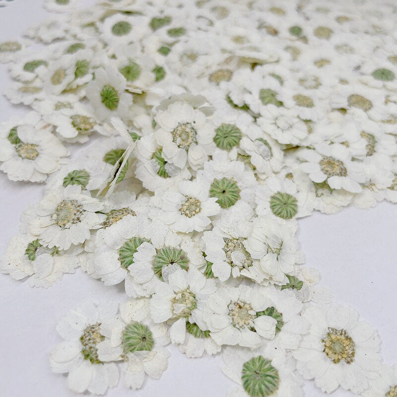 20 PCS/Set (1-1.5cm) Pressed Dried Flower, Presed White Flowers, Dried Pressed small Verbena Flat Flowers, Real White Pressed Flowers