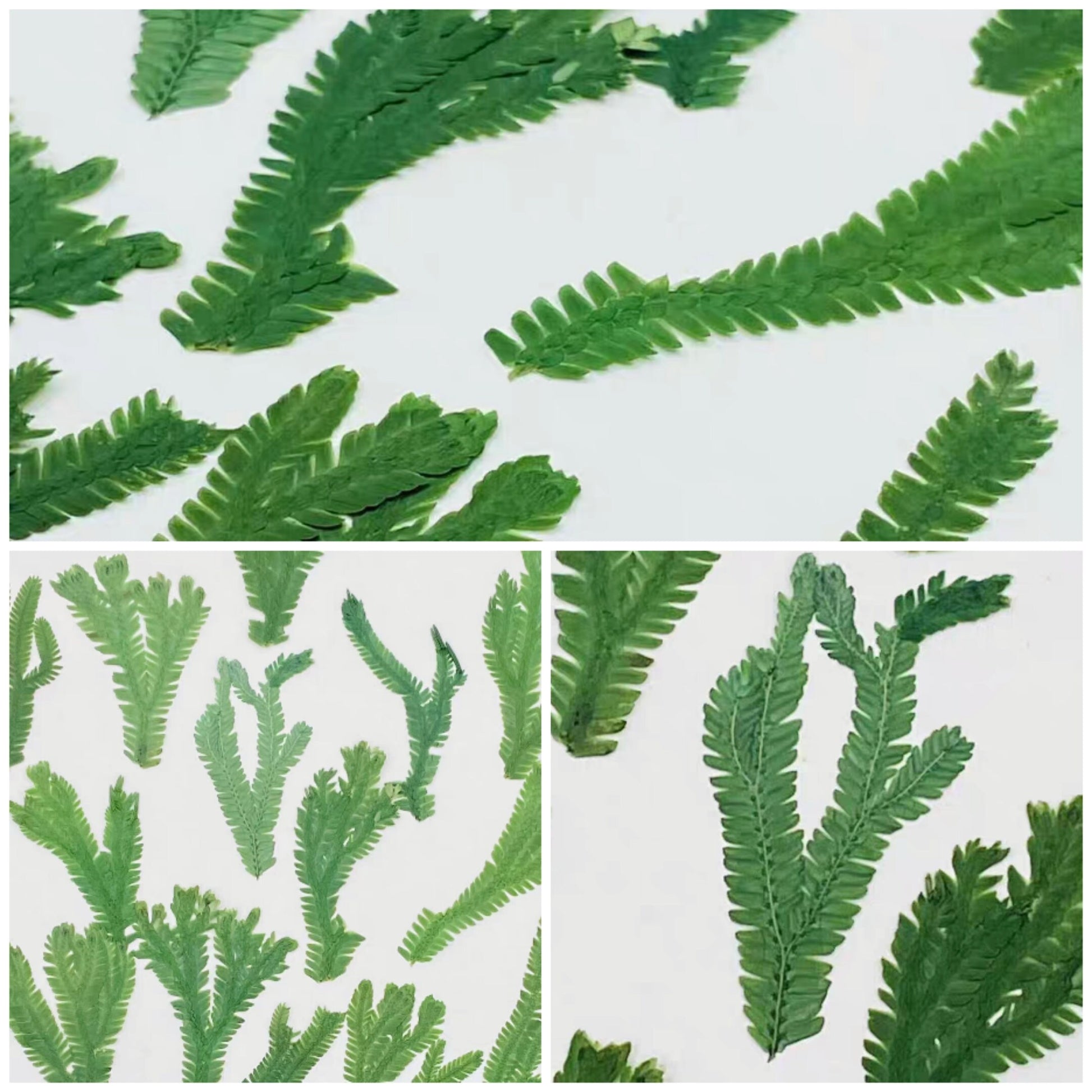 12 PCS Set (5-8CM) Pressed Dried Leaves, Real Green Leaves, Flat Dried Leaves, Preserved Fern, Dried Fern Greenery, Pressed Flower Leaves