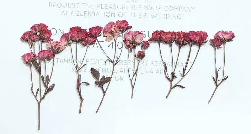 6 PCS/Set ((5-7CM) Pressed Dried Roses, Pressed Hot Pink Rose Flowers, Pressed Flower Roses, Real Dried Rose Flower, Preserved Flat Roses