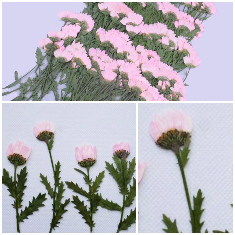 12 PCS/Set (5-8CM) Pressed Pink Daisy Flower Stems, Real Dried Pink Flowers, Flat Dried Flower, Pink Pressed Flowers, Pink Dried Flowers