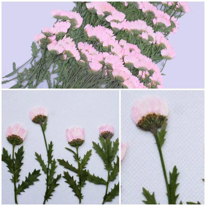 12 PCS/Set (5-8CM) Pressed Pink Daisy Flower Stems, Real Dried Pink Flowers, Flat Dried Flower, Pink Pressed Flowers, Pink Dried Flowers