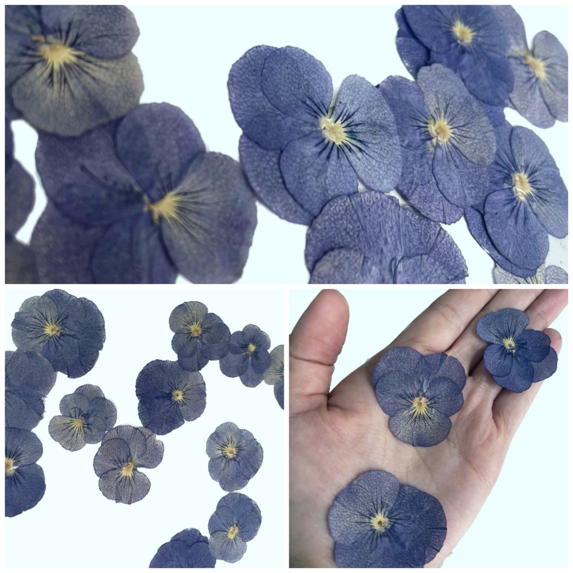 12 PCS set (2-3CM) Pressed Flowers Pansy, Blue Pansy Dried Flower, Pressed Flat Pansies Viola Flower, Pressed Viola Pansy Real Dried Pansies