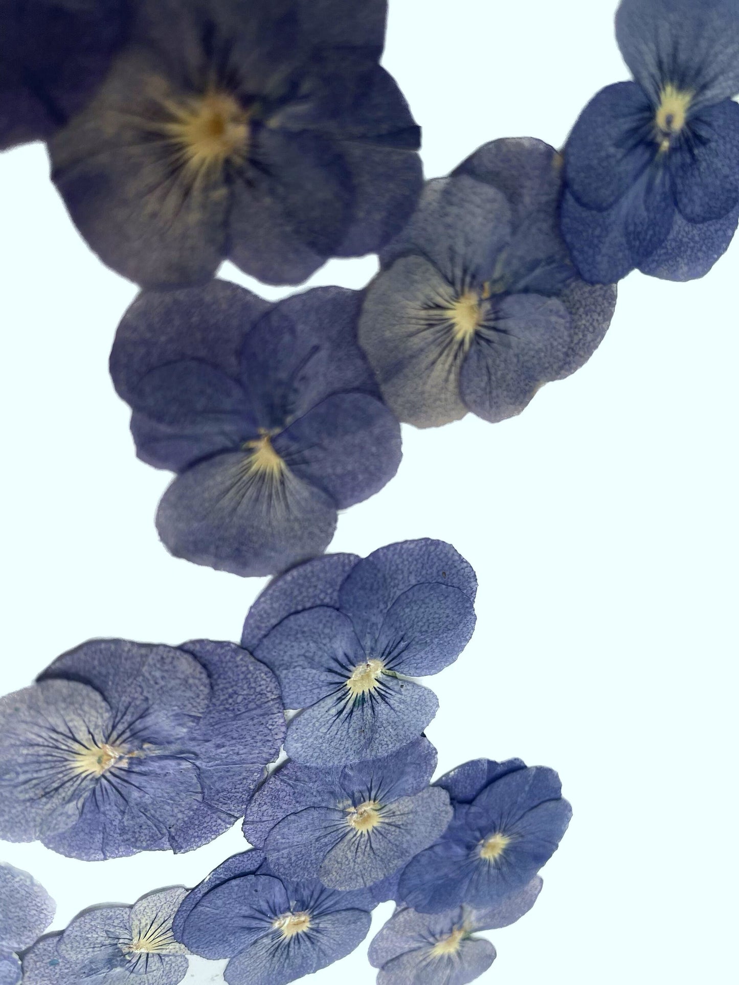 12 PCS set (2-3CM) Pressed Flowers Pansy, Blue Pansy Dried Flower, Pressed Flat Pansies Viola Flower, Pressed Viola Pansy Real Dried Pansies