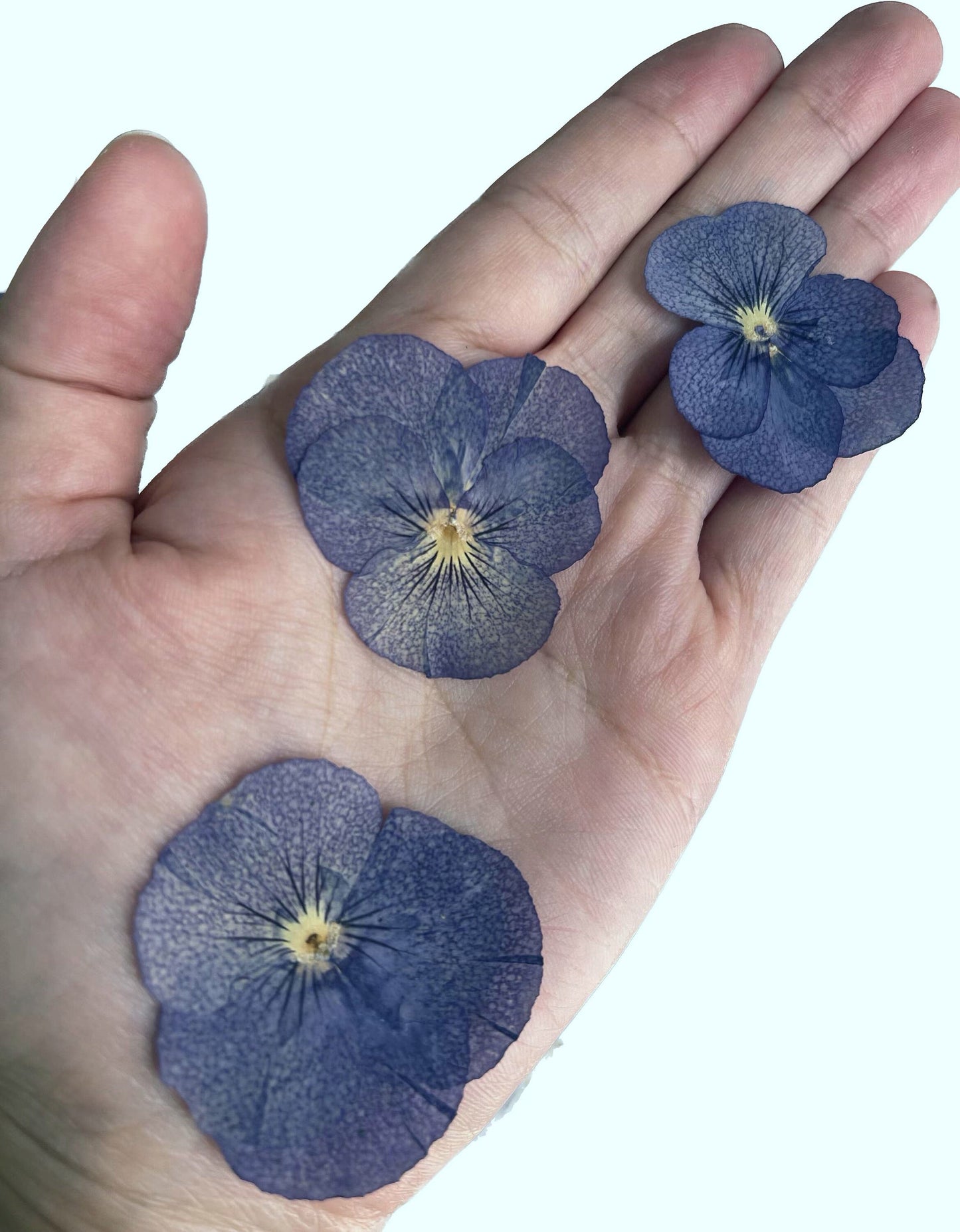 12 PCS set (2-3CM) Pressed Flowers Pansy, Blue Pansy Dried Flower, Pressed Flat Pansies Viola Flower, Pressed Viola Pansy Real Dried Pansies