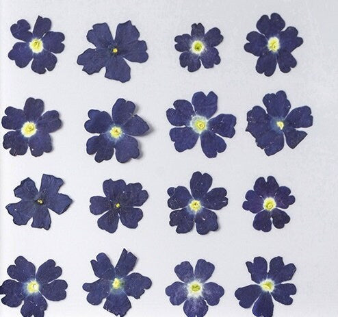 12 PCS Set (1-1.5CM) Pressed Dried flowers, Pressed Blue Flower, Blue Flat Flower, Preserved Real Blue Dried Flower, Small Dried Flower