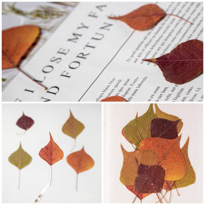 20 PCS Set (4-8CM) Pressed Dried Leaves, Red Pressed Chinese tallow leaves, Autumn Flat Leaves, real Dried Leaves, pressed flower leaves