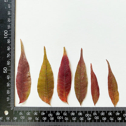 20 PCS Set (4-8CM) Pressed Leaves, Red Dried Leaves, Natural Flat leaves, Autumn real Leaves, real Dried Leaves, pressed flower leaves