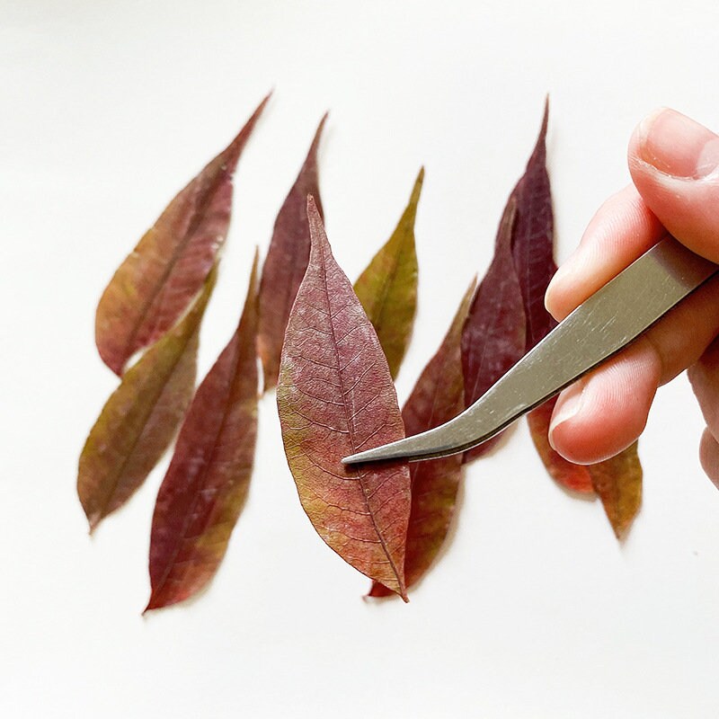 20 PCS Set (4-8CM) Pressed Leaves, Red Dried Leaves, Natural Flat leaves, Autumn real Leaves, real Dried Leaves, pressed flower leaves