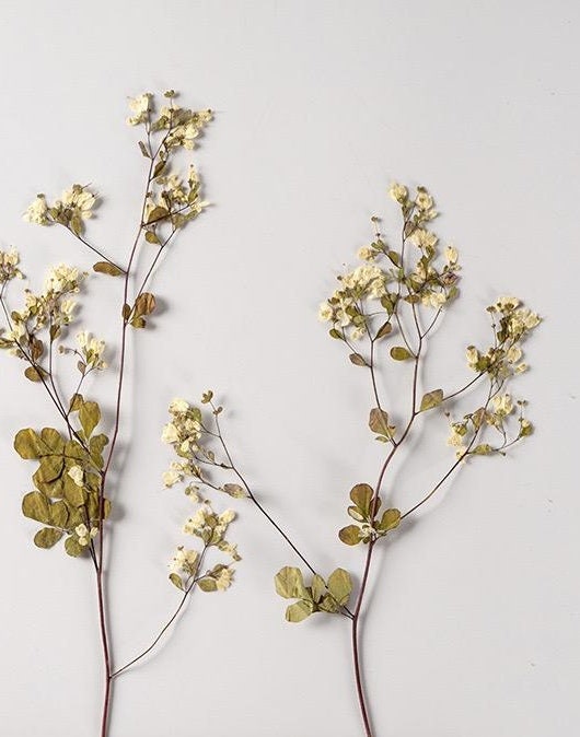 12 PCS (12-20CM) Real Dried Pressed Flowers, Pressed White Flower Stems, Pressed Dried Flower Stems, Pressed Flat Flower, Preserved Flower