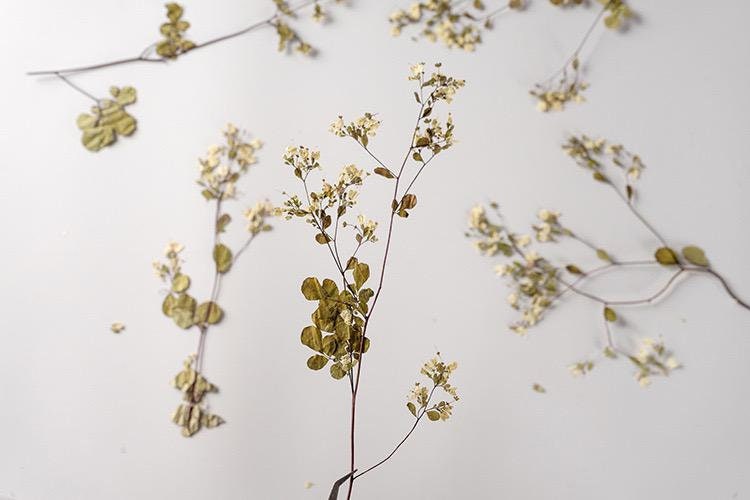 12 PCS (12-20CM) Real Dried Pressed Flowers, Pressed White Flower Stems, Pressed Dried Flower Stems, Pressed Flat Flower, Preserved Flower