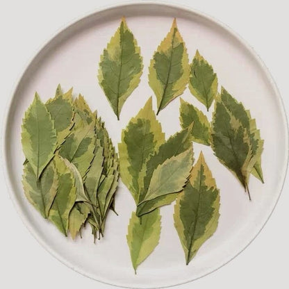 20 PCS Set (4-7CM) Pressed flower dried Leaves, Flat pressed Leaves, Pressed Real Green Leaves, real flowers pressed Greeny Fern