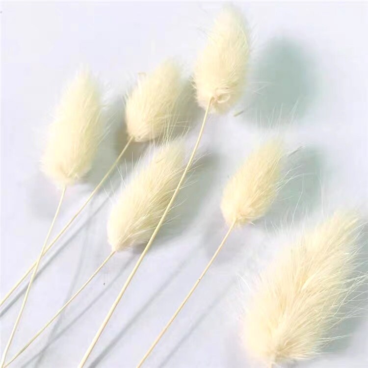 12 PCS (8-15 CM) Dried Lagurus, Small White rabbittail, Dried Foxtail Flower Stems, Rabbittail real Flower, Bunny Tail Flower