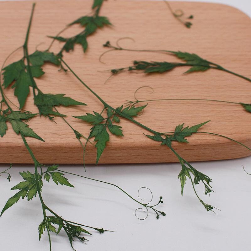 12 PCS Set (8-12CM) Pressed Flower Green Real Leaves leaf Pressed Greens Dried Flat Flower Preserved Dry Foliage Greeny Stem Natural Fern