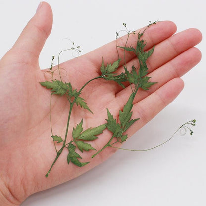 12 PCS Set (8-12CM) Pressed Flower Green Real Leaves leaf Pressed Greens Dried Flat Flower Preserved Dry Foliage Greeny Stem Natural Fern