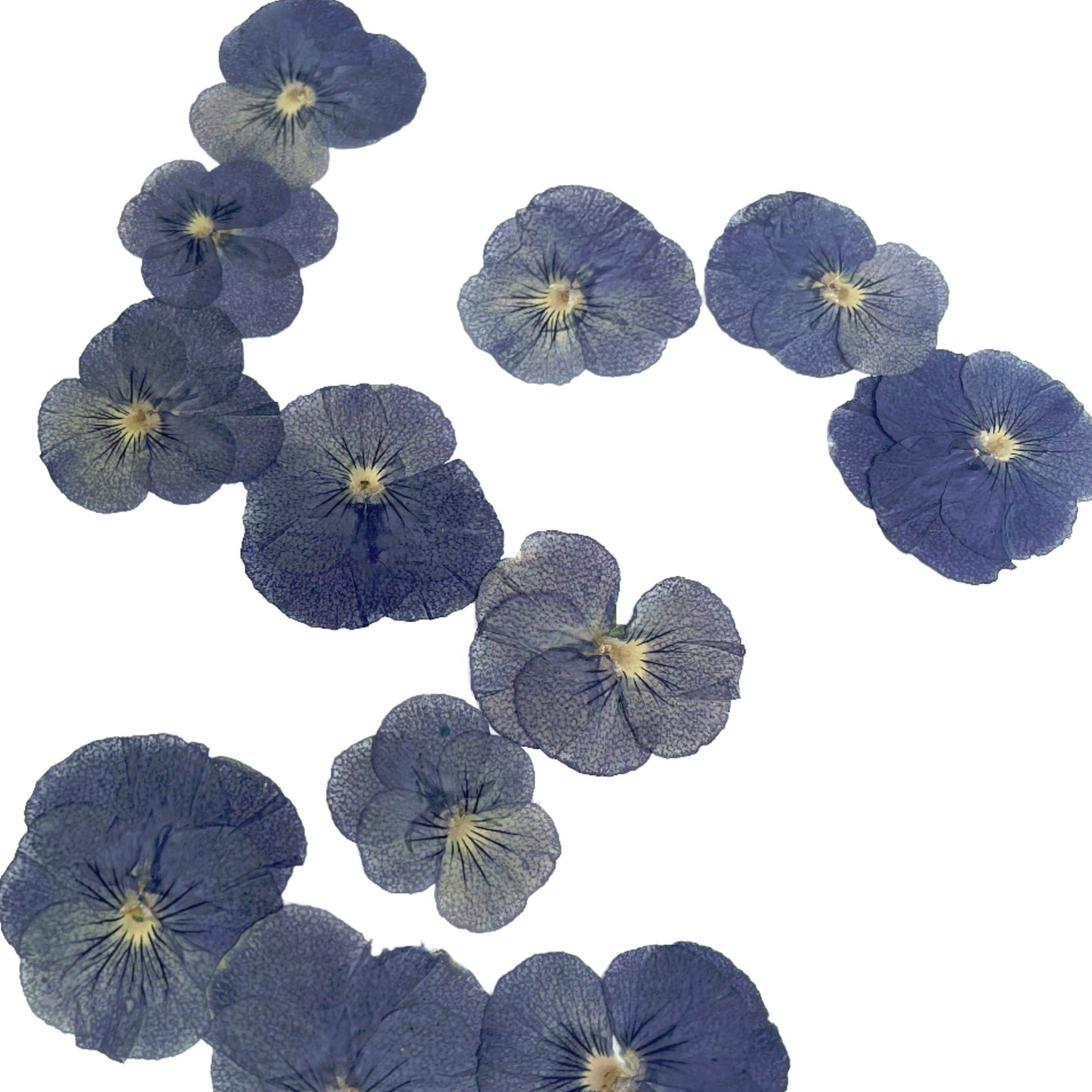 12 PCS set (2-3CM) Pressed Flowers Pansy, Blue Pansy Dried Flower, Pressed Flat Pansies Viola Flower, Pressed Viola Pansy Real Dried Pansies