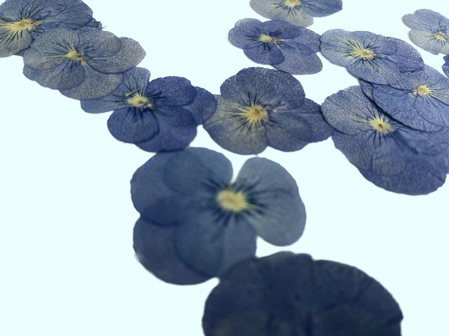 12 PCS set (2-3CM) Pressed Flowers Pansy, Blue Pansy Dried Flower, Pressed Flat Pansies Viola Flower, Pressed Viola Pansy Real Dried Pansies