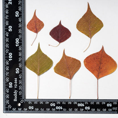 20 PCS Set (4-8CM) Pressed Dried Leaves, Red Pressed Chinese tallow leaves, Autumn Flat Leaves, real Dried Leaves, pressed flower leaves