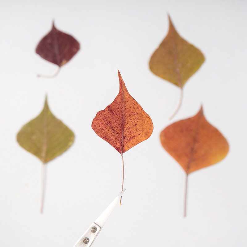 20 PCS Set (4-8CM) Pressed Dried Leaves, Red Pressed Chinese tallow leaves, Autumn Flat Leaves, real Dried Leaves, pressed flower leaves