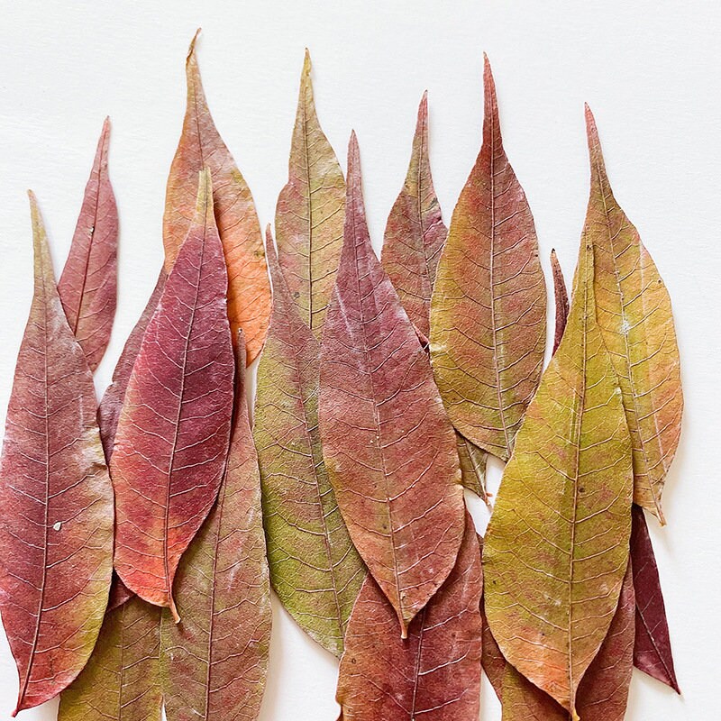 20 PCS Set (4-8CM) Pressed Leaves, Red Dried Leaves, Natural Flat leaves, Autumn real Leaves, real Dried Leaves, pressed flower leaves