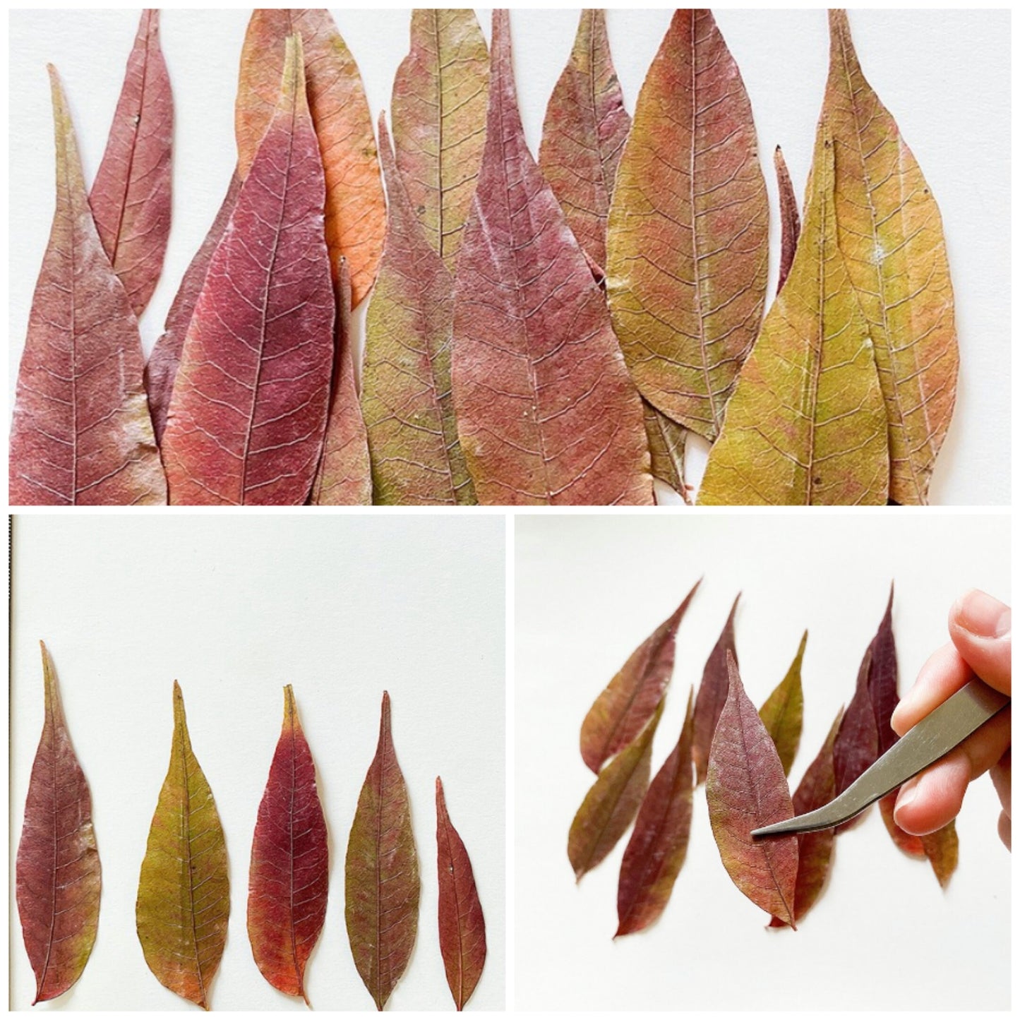 20 PCS Set (4-8CM) Pressed Leaves, Red Dried Leaves, Natural Flat leaves, Autumn real Leaves, real Dried Leaves, pressed flower leaves