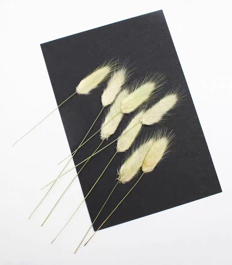 12 PCS (8-15 CM) Dried Lagurus, Small White rabbittail, Dried Foxtail Flower Stems, Rabbittail real Flower, Bunny Tail Flower