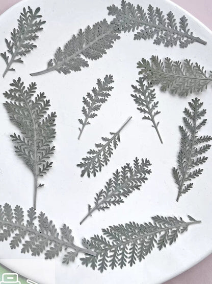 12 PCS/Set (4-7CM) Pressed Flower Leaves, Pressed dried Leaves, real Winter Fern, Pressed Greenery, Flat Dried Flower, Pressed Winter Leaves