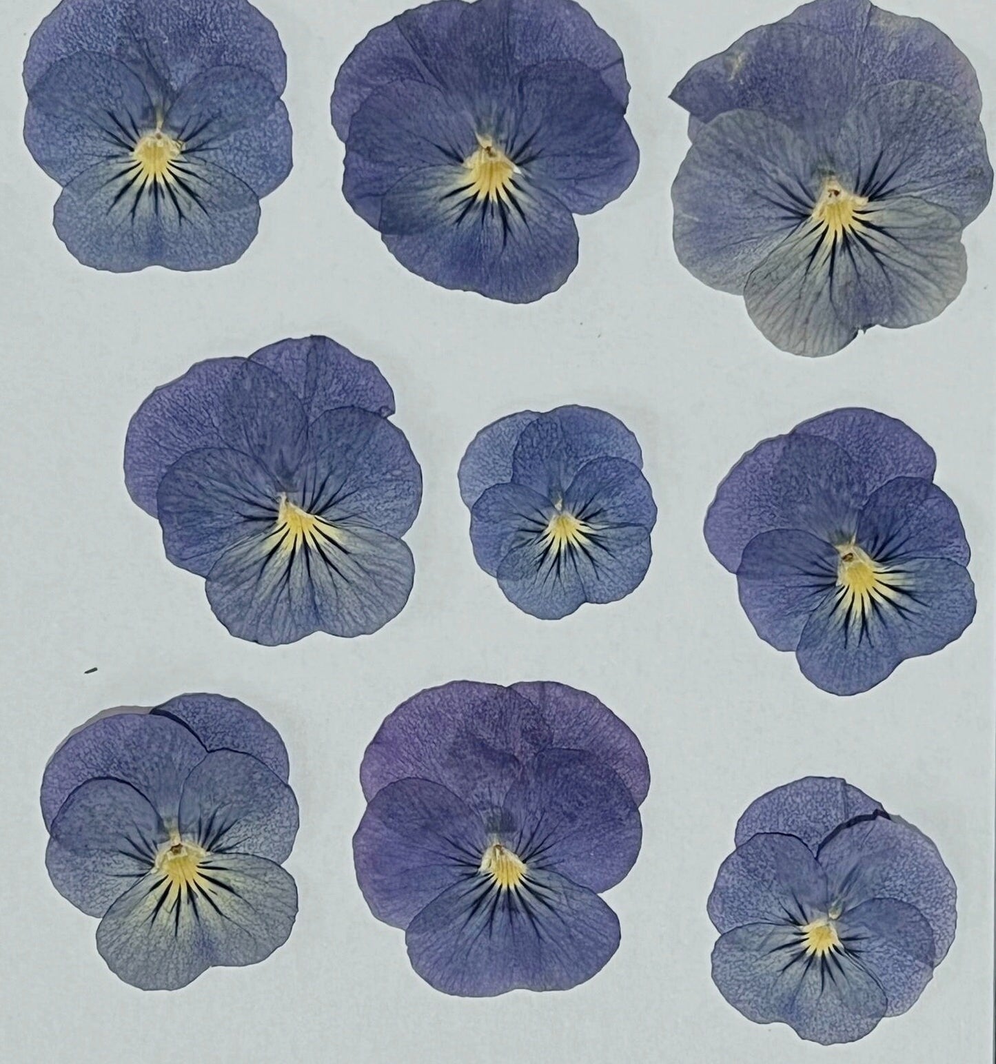 12 PCS set (2-3CM) Pressed Flowers Pansy, Blue Pansy Dried Flower, Pressed Flat Pansies Viola Flower, Pressed Viola Pansy Real Dried Pansies