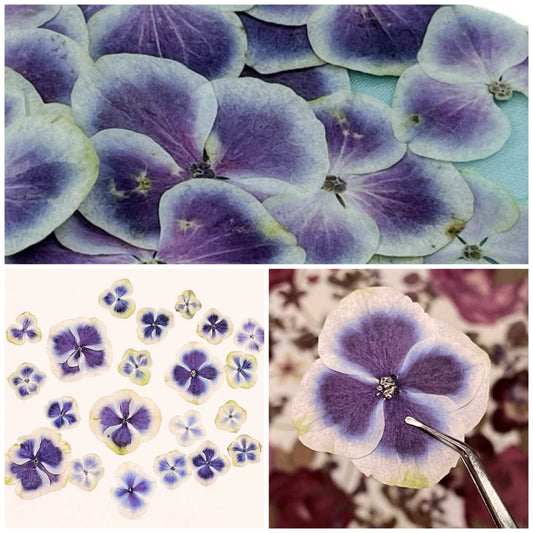 20 PCS Set (2.5-4CM) Pressed Purple Dried Flower, Natural Purple Hydrangea Flower, Preserved small Flowers, Real Purple Flat Dried Flowers