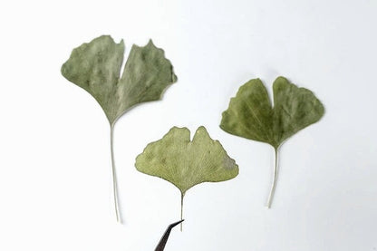 20 PCS Set (4-10CM) Dried Pressed Ginko Leaves, Pressed Dark Green ginko leaf, pressed Biloba leaves, real Pressed flower Dried ginko leaves