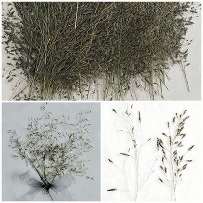 20 PCS Set (7-11CM) Pressed leaves Broom Grass Dried wildflowers Flat Real Flowers pressed Dry flower Real grass Pressed Leaf green foliage