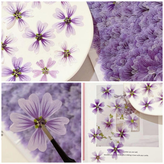 20 PCS (5-8CM) Pressed Purple Flower Pressed Dried Malva Flower, Real Purple pressed Flower, Pressed Flat Flower, Dried Mallow Flower