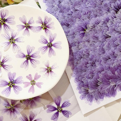 20 PCS (5-8CM) Pressed Purple Flower Pressed Dried Malva Flower, Real Purple pressed Flower, Pressed Flat Flower, Dried Mallow Flower