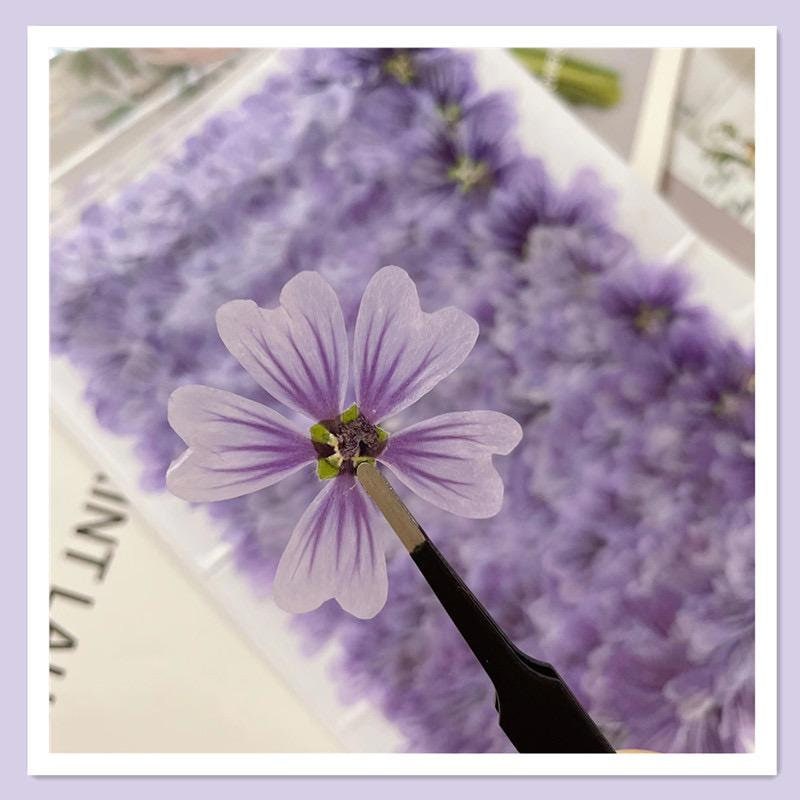 20 PCS (5-8CM) Pressed Purple Flower Pressed Dried Malva Flower, Real Purple pressed Flower, Pressed Flat Flower, Dried Mallow Flower