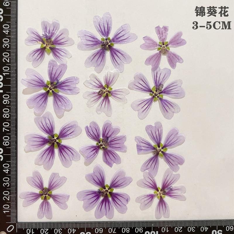 20 PCS (5-8CM) Pressed Purple Flower Pressed Dried Malva Flower, Real Purple pressed Flower, Pressed Flat Flower, Dried Mallow Flower