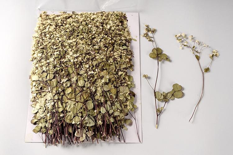 12 PCS (12-20CM) Real Dried Pressed Flowers, Pressed White Flower Stems, Pressed Dried Flower Stems, Pressed Flat Flower, Preserved Flower