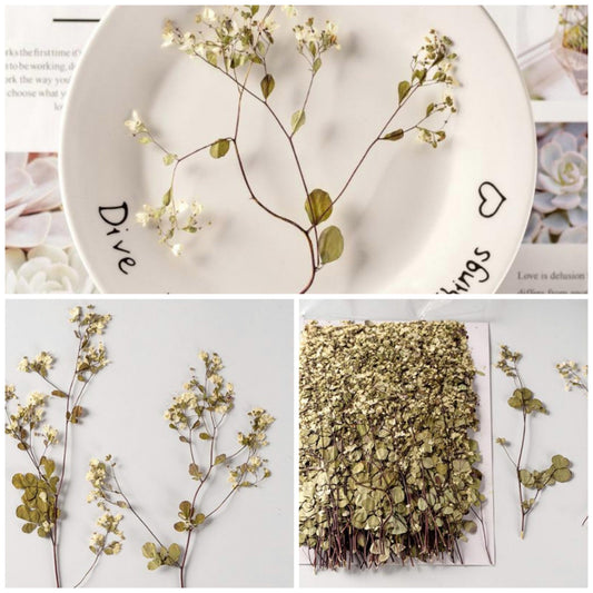 12 PCS (12-20CM) Real Dried Pressed Flowers, Pressed White Flower Stems, Pressed Dried Flower Stems, Pressed Flat Flower, Preserved Flower